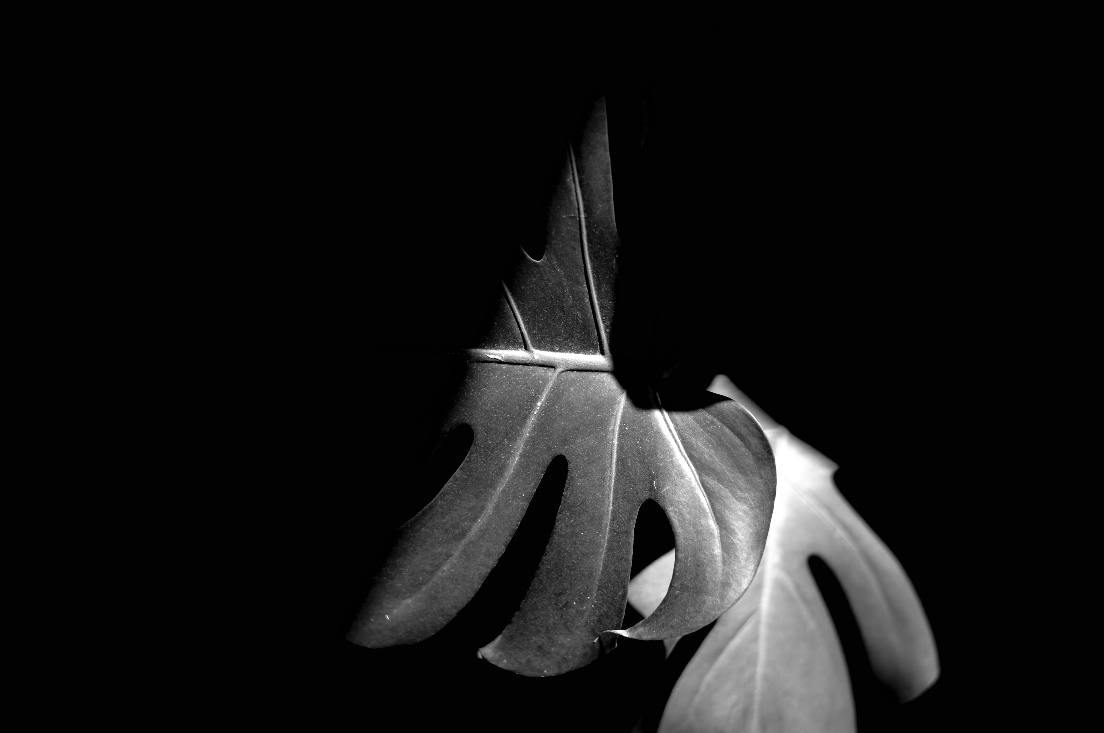 Monstera