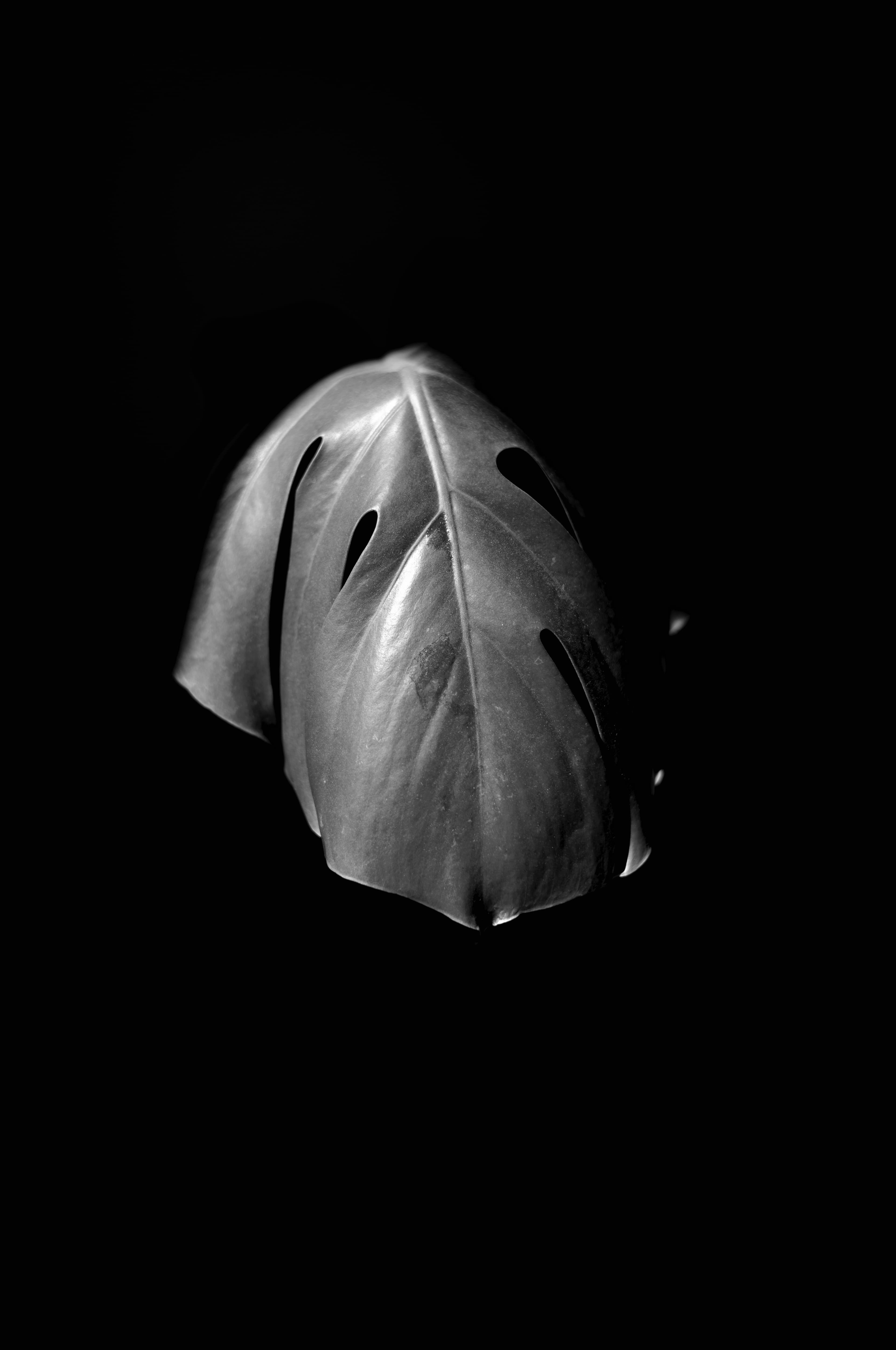 Monstera 2